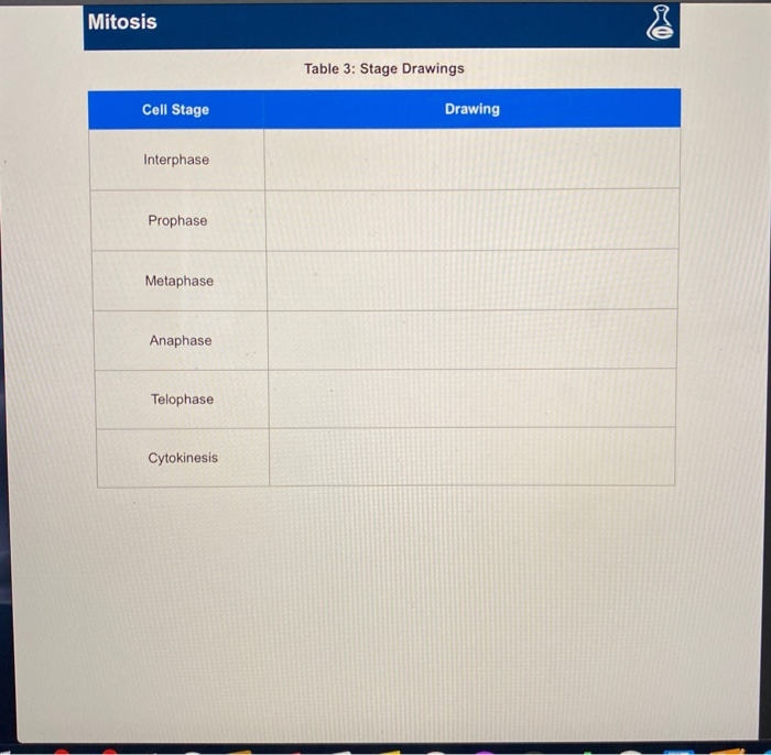 Solved Mitosis Exercise 1 Observation Of Mitosis In A Plant Chegg Com