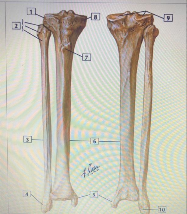 Solved 8 9 2 17 3 6 Nazar 4 5 5 10 Which Muscle Originates | Chegg.com