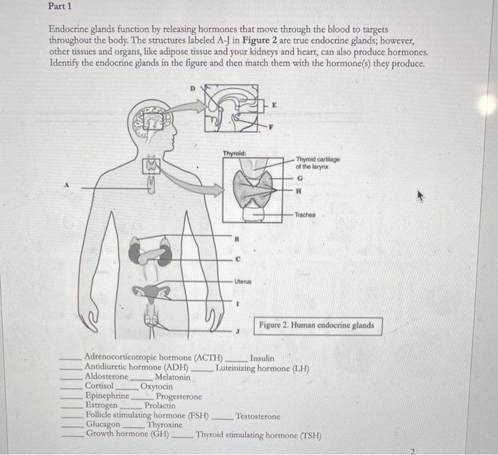 Solved Part 2 Endocrine disorders can often be difficult to | Chegg.com