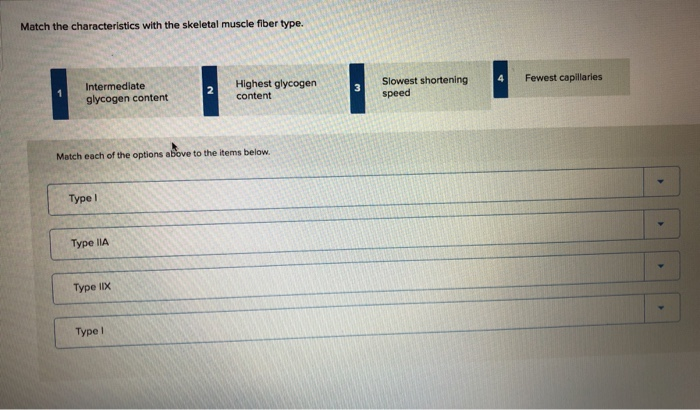 Solved Match the characteristics with the skeletal muscle | Chegg.com