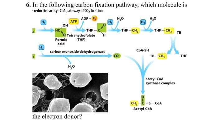 Solved 6. In the following carbon fixation pathway, which | Chegg.com