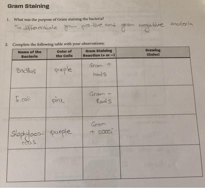 Solved Gram Staining 1. What was the purpose of Gram