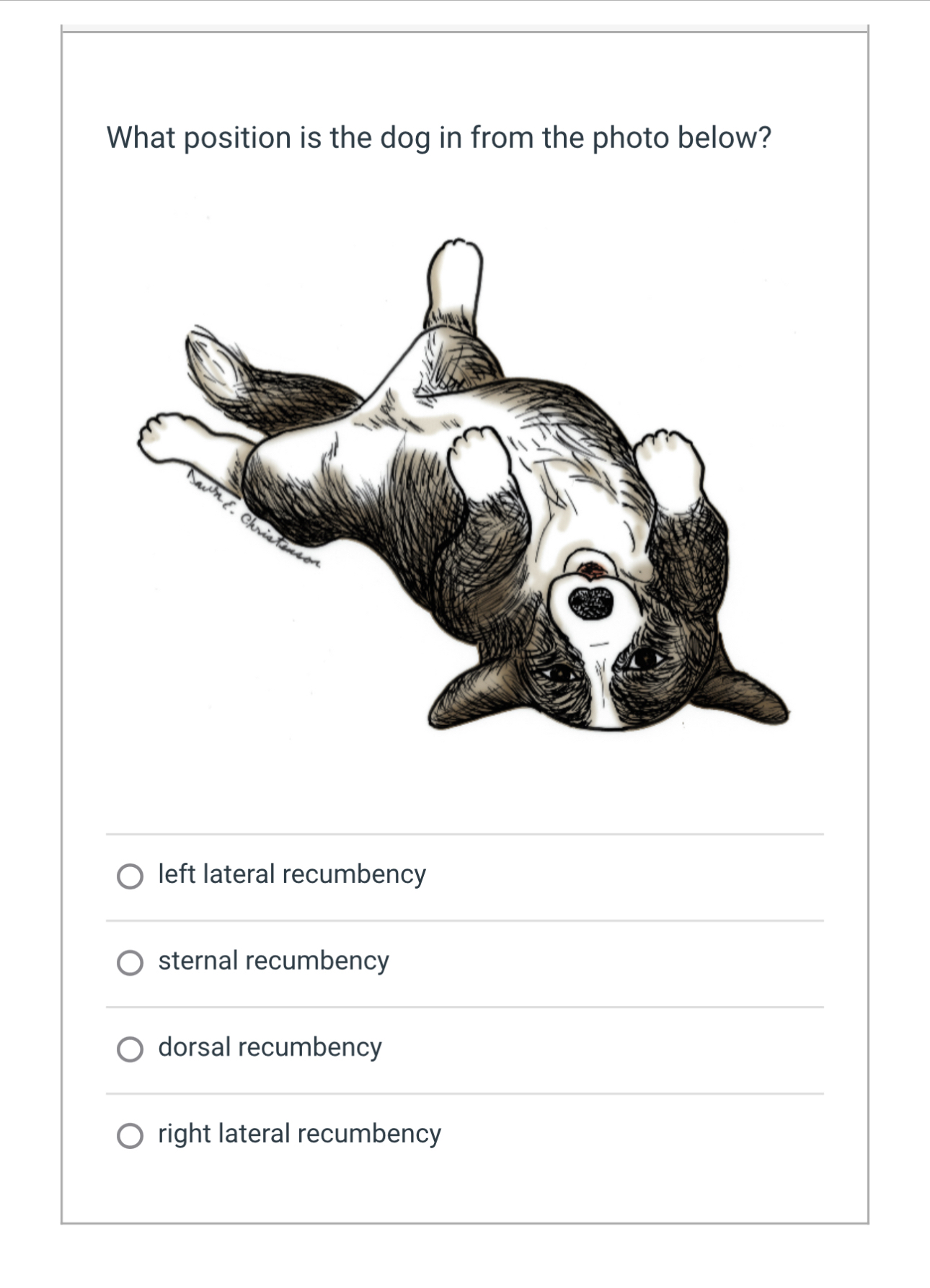 Solved What position is the dog in from the photo below?left | Chegg.com