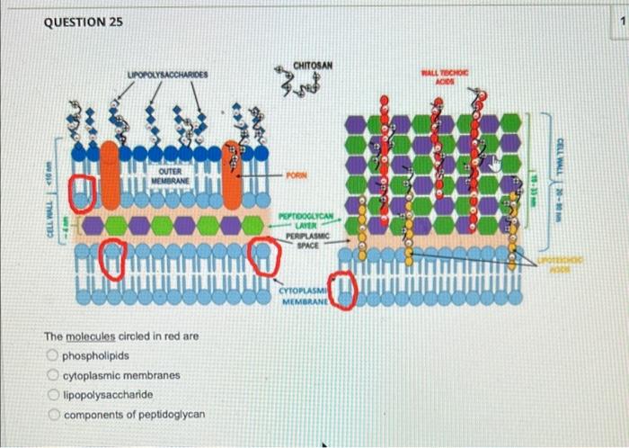 QUESTION 25
The molecules circled in red are phospholipids cytoplasmic membranes lipopolysaccharide components of peptidoglyc