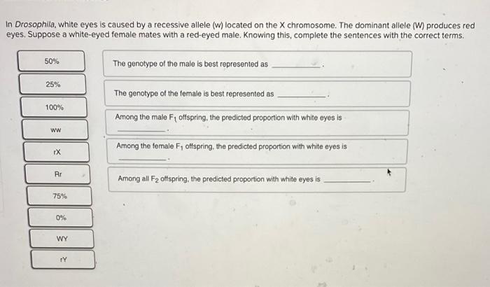 Solved In Drosophila, white eyes is caused by a recessive | Chegg.com