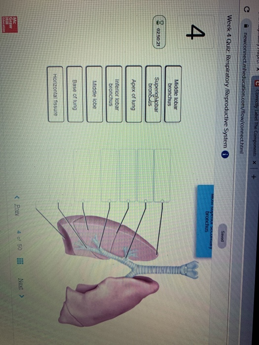 34 Label The Lungs Quiz - Labels Design Ideas 2020