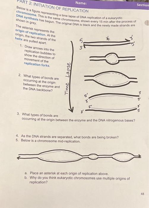 Solved 2: INITIATION OF REPLICATION Name: Section Below is a | Chegg.com