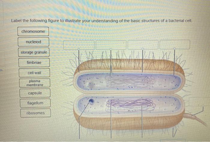 Solved Label the following figure to illustrate your | Chegg.com