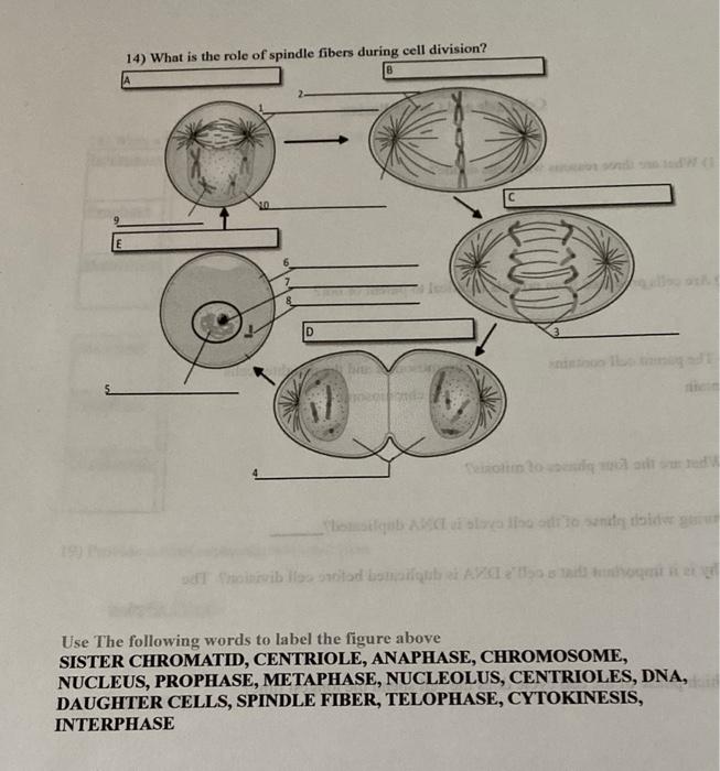 Solved 14) What is the role of spindle fibers during cell Biology Diagrams
