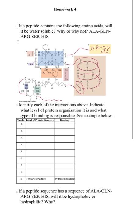 Solved Homework 4 . If a peptide contains the following | Chegg.com