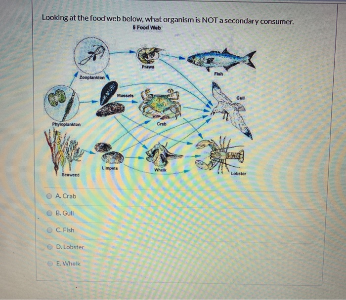Solved Looking at the food web below, what organism is NOT a | Chegg.com