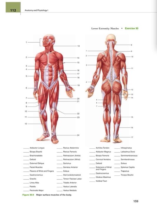 112 Anatomy And Physiology Lower Extremity Muscles Chegg Com