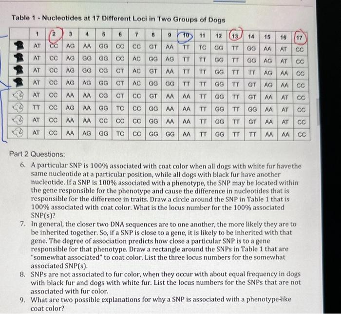 Solved Table 1 - Nucleotides at 17 Different Loci in Two | Chegg.com
