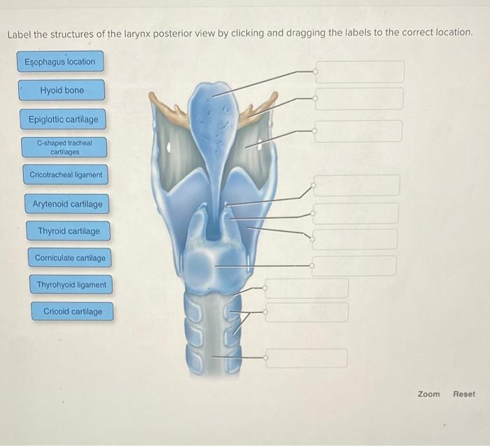 Solved Label the structures of the larynx lateral view by | Chegg.com