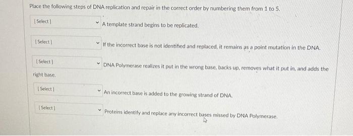 Solved Place the following steps of DNA replication and | Chegg.com