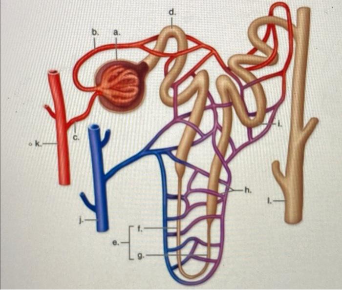 Solved d. b. a. 1. efferent arteriole 2. distal convoluted | Chegg.com