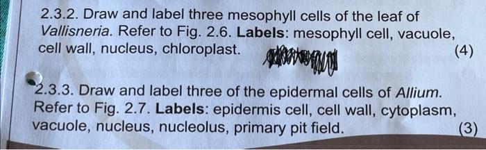 2.3.2. Draw and label three mesophyll cells of the leaf of Vallisneria. Refer to Fig. 2.6. Labels: mesophyll cell, vacuole, c