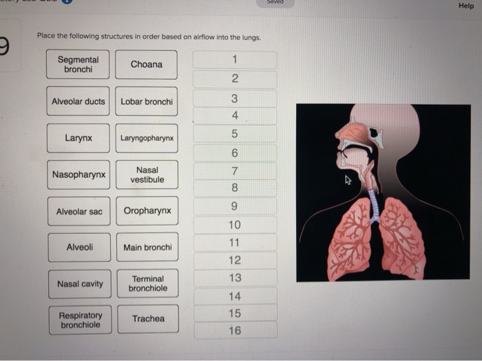 Solved: Help Place The Following Structures In Order Based... | Chegg.com