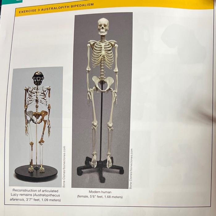 EXERCISE 3 AUSTRALOPITH BIPEDALISM Work in a small | Chegg.com