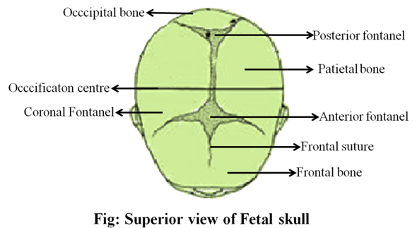 Solved: What are the outward conical projections on some of the ...