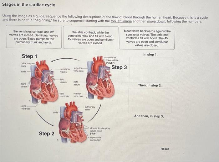 Solved Stages in the cardiac cycle Using the image as a | Chegg.com