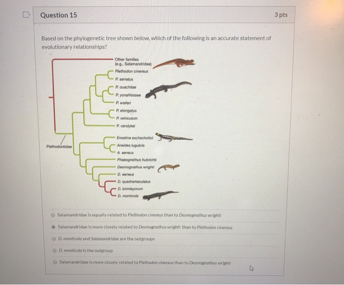 Solved D Question 15 3 pts Based on the phylogenetic tree | Chegg.com