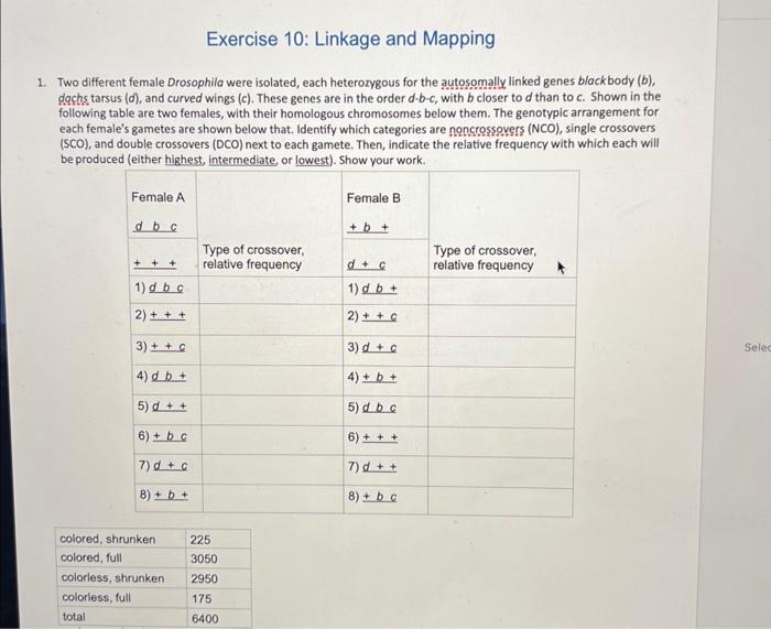 Maps of linkage group 1 (LG1) of female parent OSU 252.146 (left) and