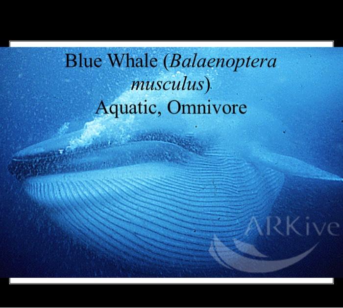 Solved Attribute Table for Drawing Trees Diet