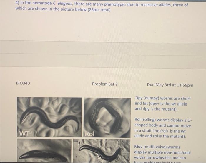 Solved 4) In the nematode C. elegans, there are many | Chegg.com