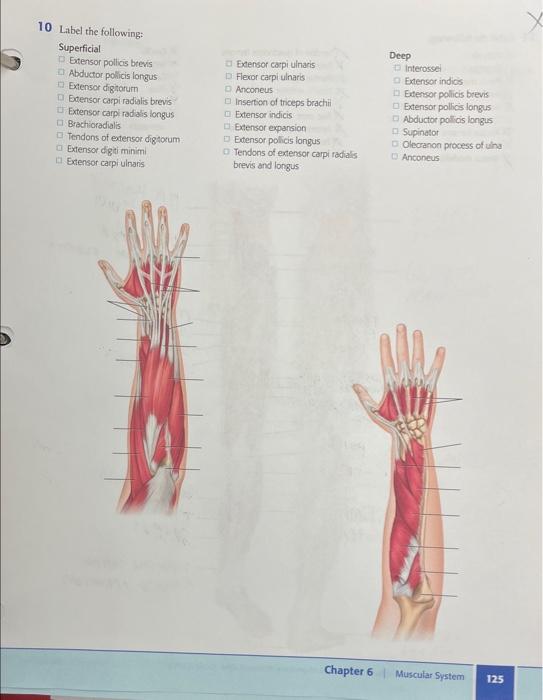 Solved 10 Label The Following Superficial Extensor Pollicis