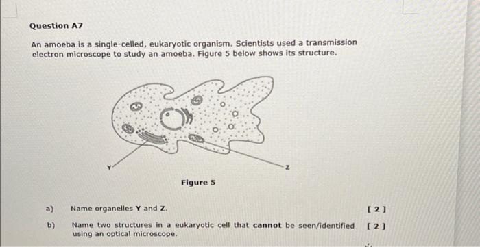 Solved Question A7 An amoeba is a single-celled, eukaryotic | Chegg.com