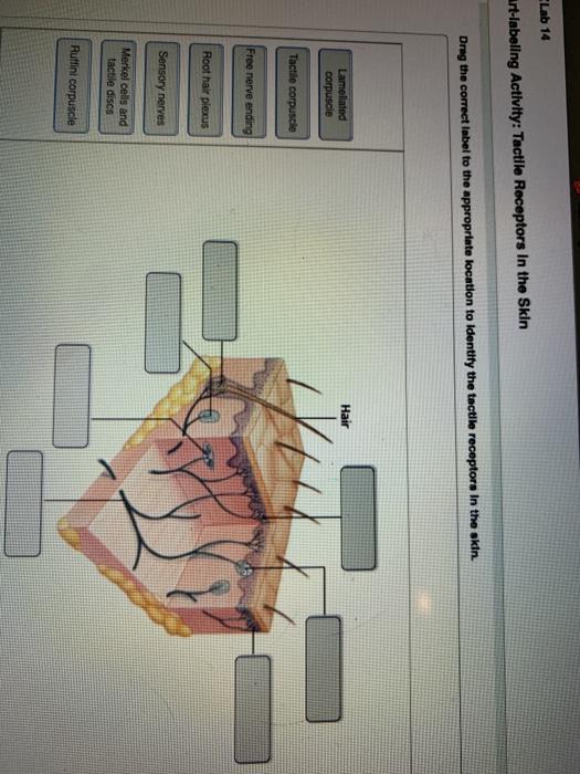 Lab 14 Art Labeling Activity Tactile Receptors In Chegg 