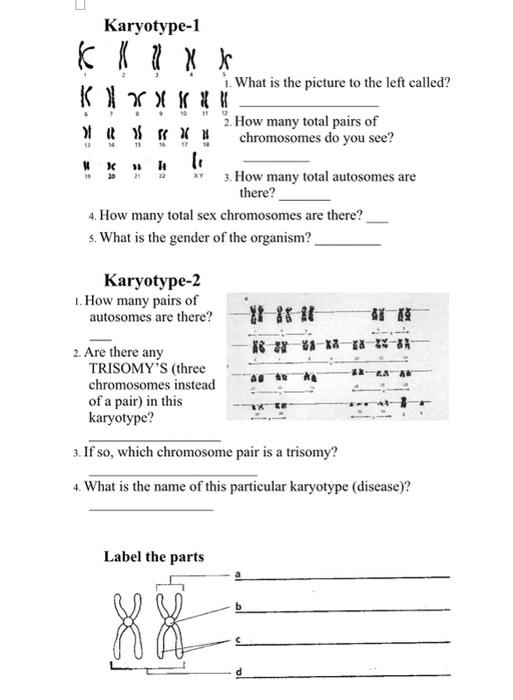 Karyotype-1 1f ). What is the picture to the left | Chegg.com