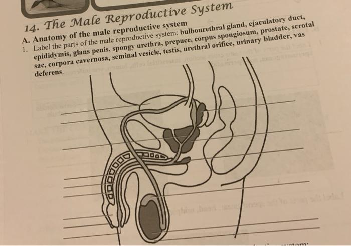 Solved 14. The Male Reproductive System A. Anatomy of the | Chegg.com