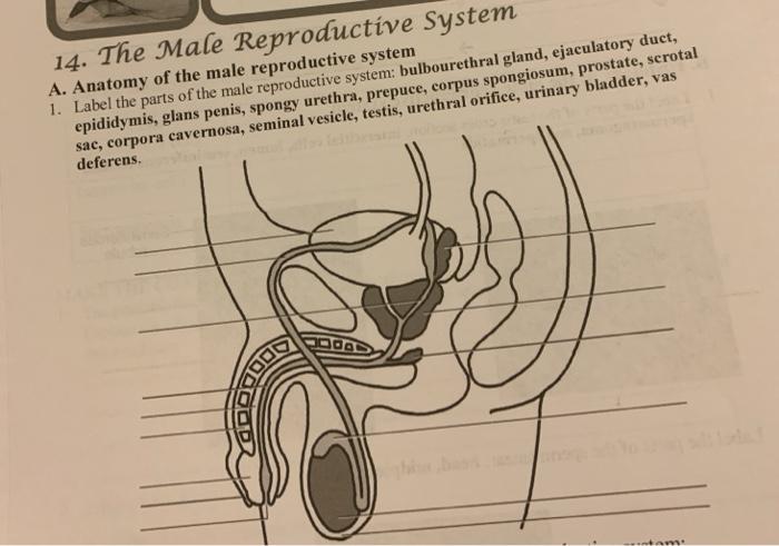 Solved 14. The Male Reproductive System A. Anatomy of the | Chegg.com