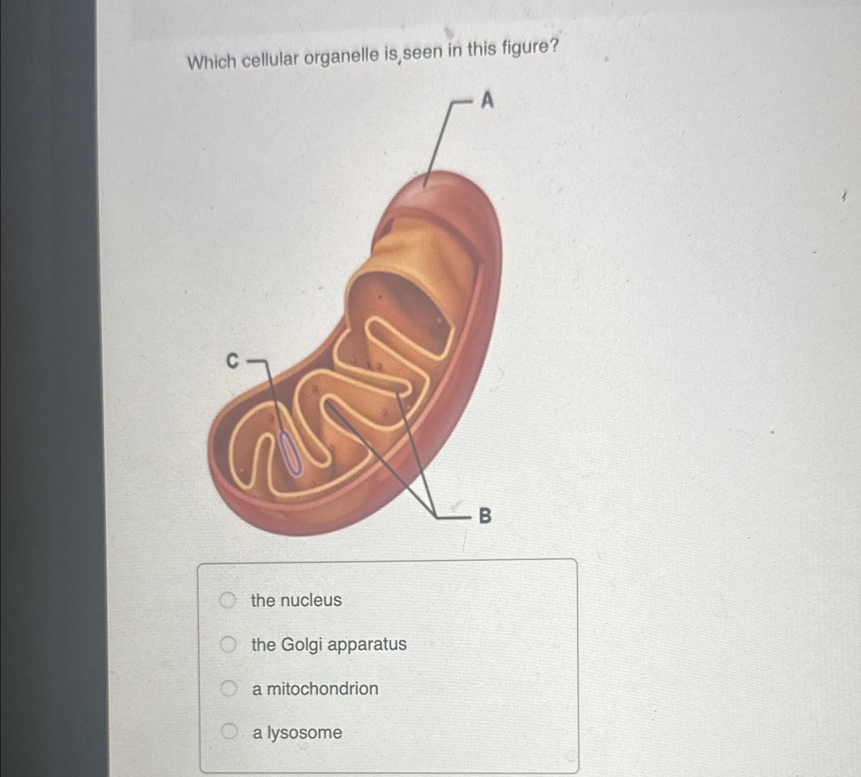 Solved Which cellular organelle is, ﻿seen in this figure?the | Chegg.com