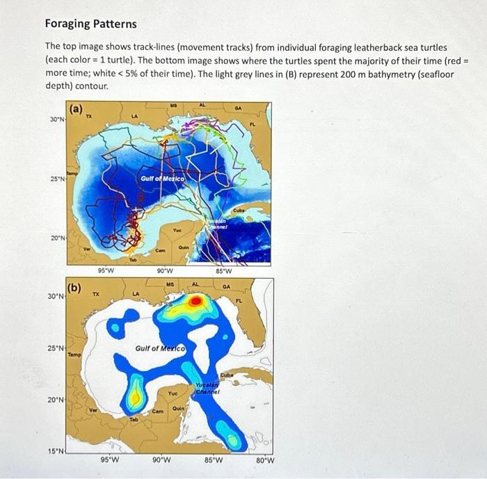 Using the images of Leatherbook sea turtle foraging | Chegg.com