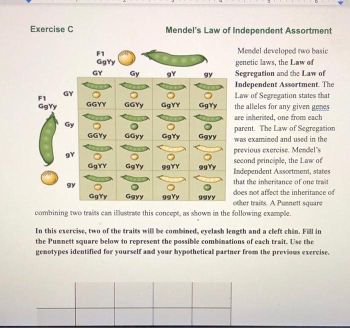 Solved Exercise C Mendel's Law of Independent Assortment gY