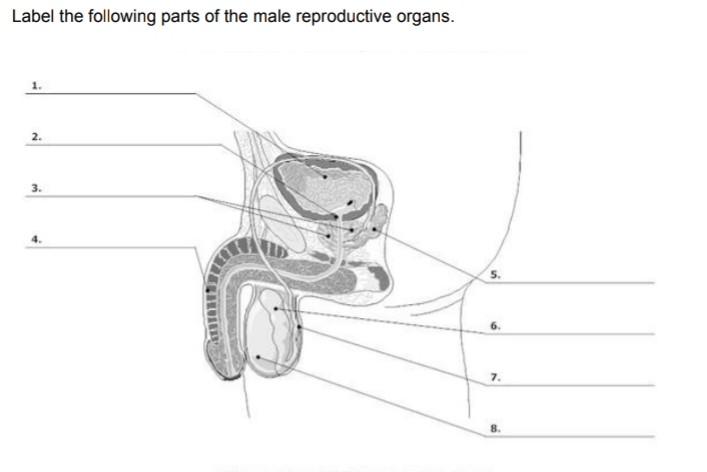 Male Reproductive System Quiz