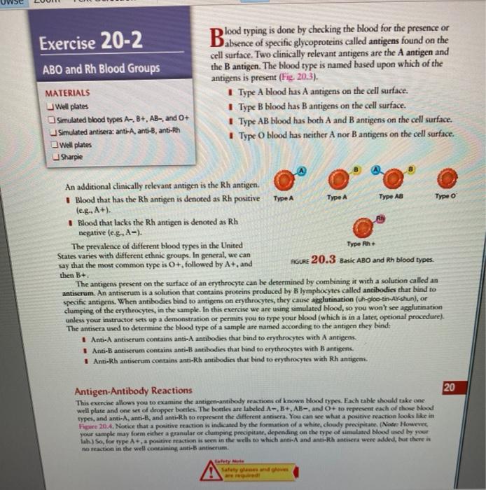 Blood type b discount exercise