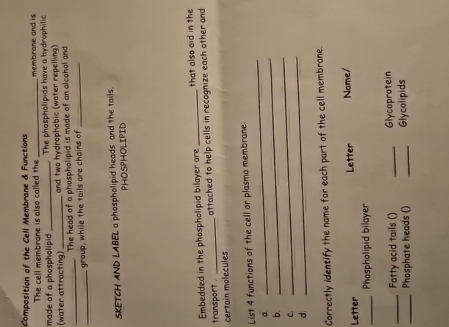Solved Question 2which Component Of The Cell Membrane Is Chegg Com