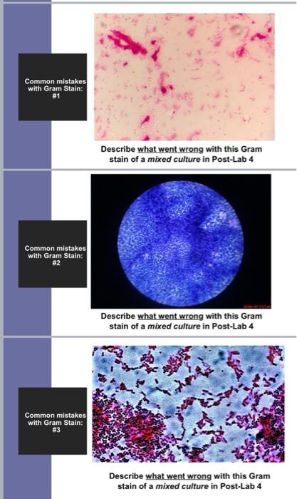 Solved Common mistakes with Gram Stain: #1 Describe what | Chegg.com