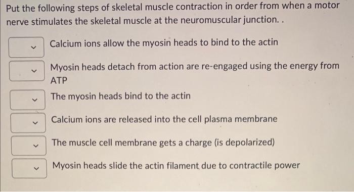 Solved Put the following steps of skeletal muscle | Chegg.com