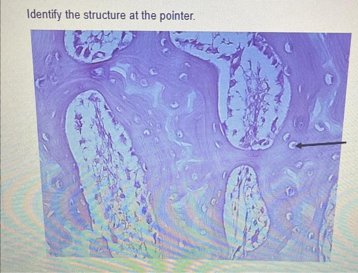 Solved Identify the structure at the pointer. Identify the | Chegg.com