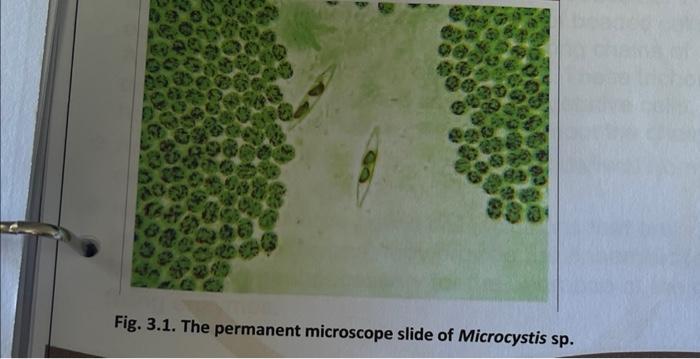 Fig. 3.1. The permanent microscope slide of Microcystis sp.