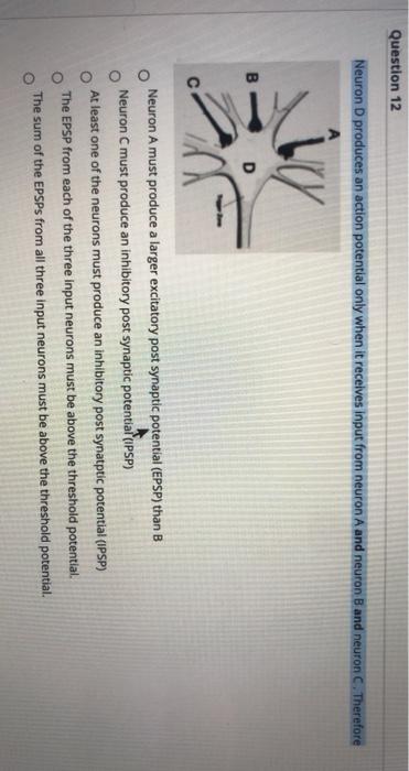 Solved Question 12 Neuron D produces an action potential | Chegg.com