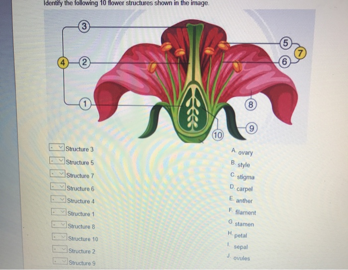 Solved Identity the following 10 flower structures shown in | Chegg.com