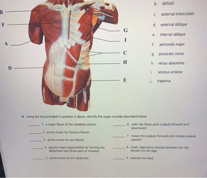 Review Sheet 13 225 Muscles Of The Trunk 5 Correctly Chegg 