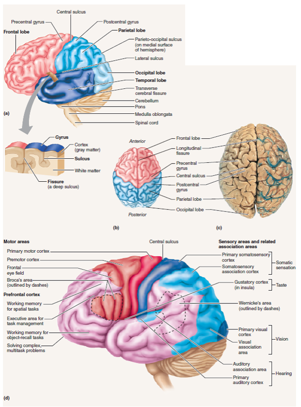 Anatomy Of Cerebral Cortex