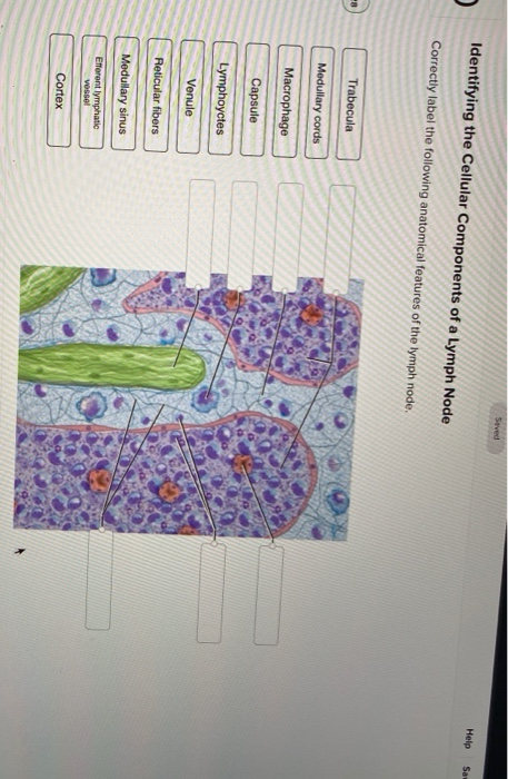 reticular fibers lymph node